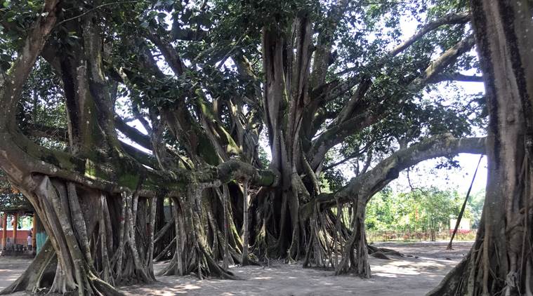 why-a-207-year-old-banyan-tree-in-assam-has-a-birthday-party-every-year