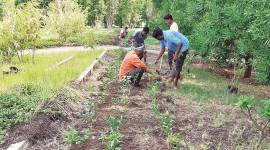 Nelda Foundation, Nelda Foundation trees growing target, Nelda Foundation pune, pune city news