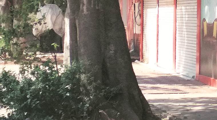 Chandigarh, Chandigarh news, Environment, Tree pavers, Tree paver removing, Root damage, Green guidlines,Save trees, Indian Express news, latest news