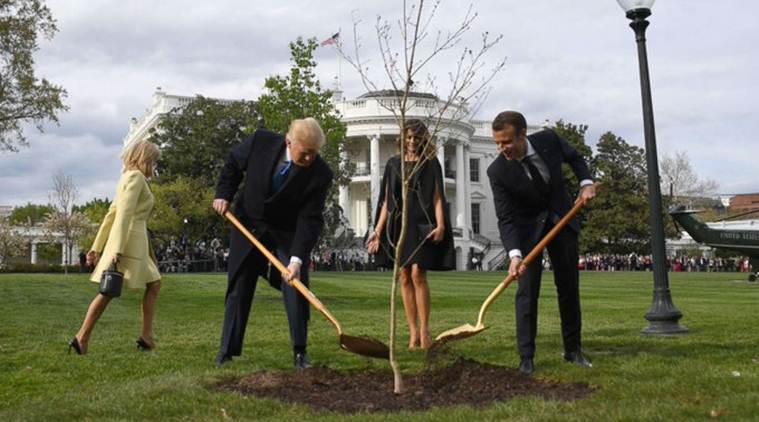 Oak Tree Planted By Donald Trump Emmanuel Macron Dies World News The Indian Express