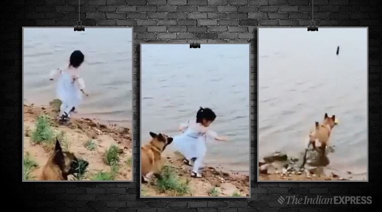 dog saves girl, dog saves girl from falling, dog viral video, trending, dog and girl, dog girl video