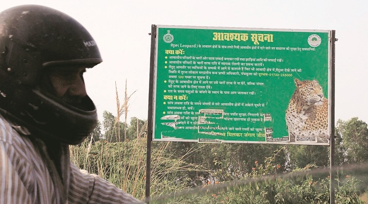 Wildlife institute accepts Haryana Forest dept’s proposal to conduct leopard census at cost of Rs 40L