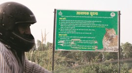 Haryana Wildlife Board, Kalesar forest, Haryana irrigation dams, Haryana news, Indian express