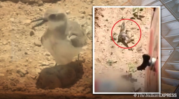 mother bird,bird protecting her eggs, mother bird stops tractor, motherhood videos,North China bird video, trending, Indian express