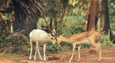 NALSAR launches India's first animal law postgraduation diploma | Education News,The Indian Express NALSAR launches India's first animal law postgraduation diploma | Education News,The Indian Express