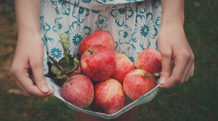 apple, bacteria in apple, indian express, indian express news