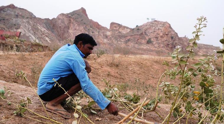aravali hills, aravalli hills, aravali hills rajasthan, aravali hills gujarat, aravalli hills rajasthan, aravalli hills gujarat, india news, Indian Express
