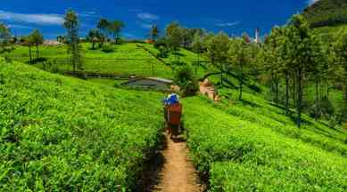 assam tea, Manohari Gold Tea, indianexpress.com, assam tea estate,