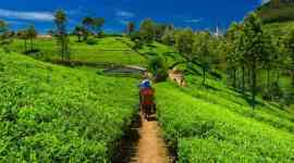 Only five kilograms of the Manohari Gold Tea was produced in the second flush. (Source: Getty Images/Thinkstock)