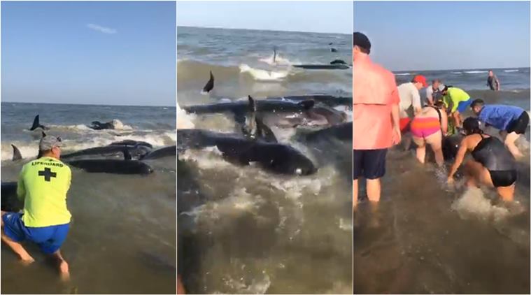 whales stranded on the beach, hump of stranded whales, pilot whales, hump of whales Georgia beach, swimmers helping whales stranded, viral videos, indian express, good news