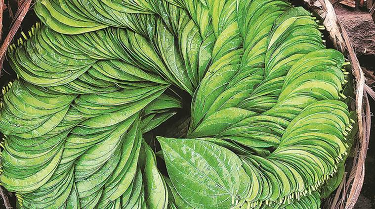 the-many-benefits-of-betel-leaf-health-news-the-indian-express