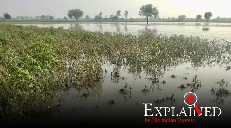 Explained: How an old system of farming could be anecdote for Punjab’s waterlogging issues