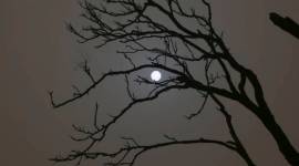 Gothic fiction, international politics, moon, full-moon nights, Hindu mythology, Artemis, African Fon people, human imagination, SundayEYE, Eye stories, indianexpress.com, indianexpress,