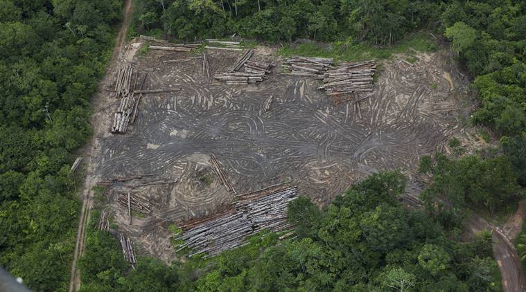 Brazil’s far-right leader slashes Amazon protections, and forest begins to fall