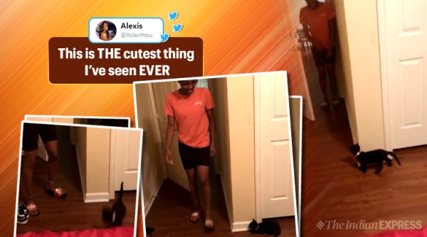 Funny videos, Cute Funny videos, cute videos, kitten scares owner, kitten video, twitter kitten video, scares owner kitten, trending, Indian express