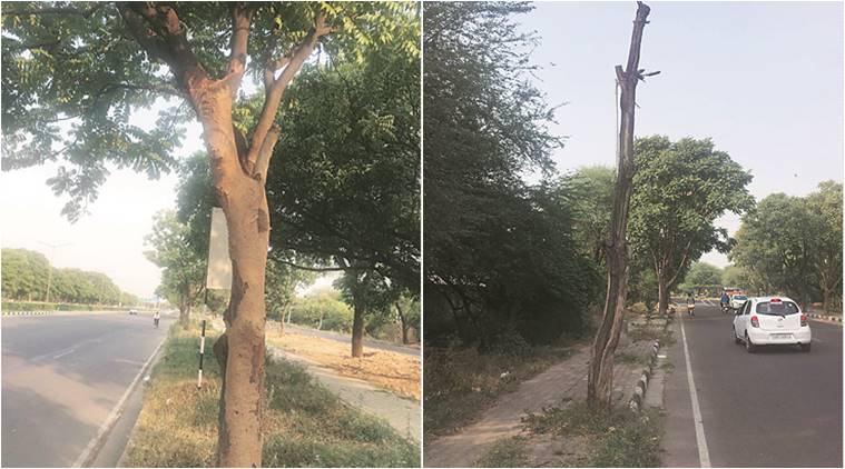 chandigarh, chandigarh trees, chandigarh Sector 48, chandigarh environment, chandigarh news, indian express