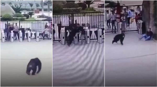 chimpanzee, chimpanzee escape, china zoo chimpanzee escape, chimpanzee attack zookepper, viral news, viral videos, indian express