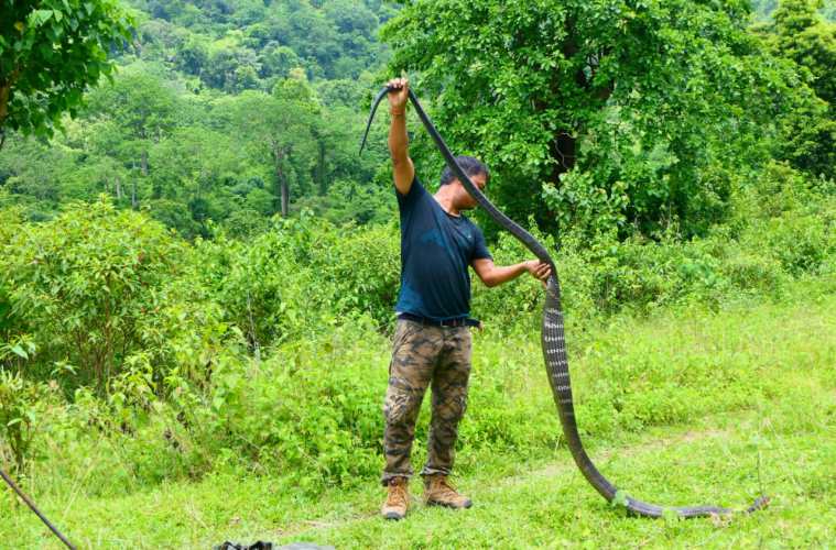 In Assam A 14 Feet Long King Cobra Rescued From A Tea Garden