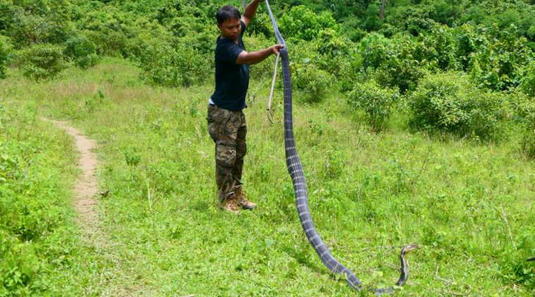 In Assam, a 14-feet-long King cobra rescued from a tea garden | North ...
