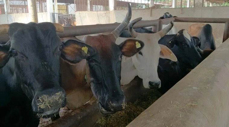 madhya pradesh cow adoption, madhya pradesh project gaushala, cow protection, cow welfare scheme, madhya pradesh news