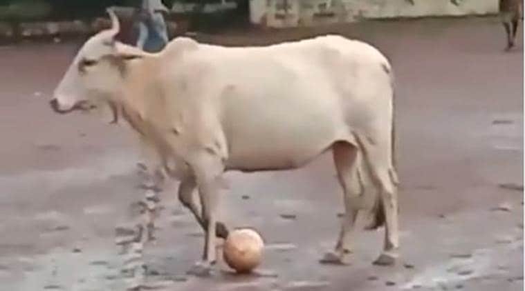 cow football, cow playing football, cow football video, cow playing football video, cow football viral video, panjim, goa club, mardol ground, goa news, panjim news, cow football news, indian express