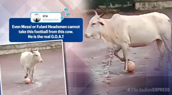 cow playing football, cow football video, funny animal videos, animals football video, goa cow football video, viral video, indian express
