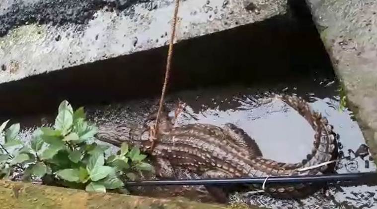 Maharashtra: 8-ft crocodile rescued from drain near Ratnagiri's Dadar