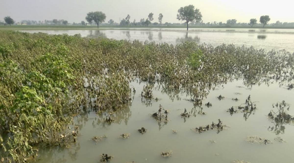millet crops damage, Gujarat rain, Rajkot news, Gujarat news, Indian express news