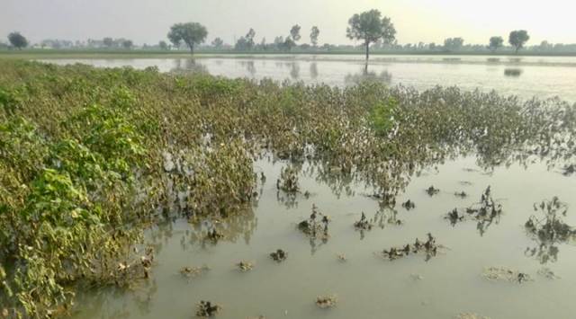 millet crops damage, Gujarat rain, Rajkot news, Gujarat news, Indian express news