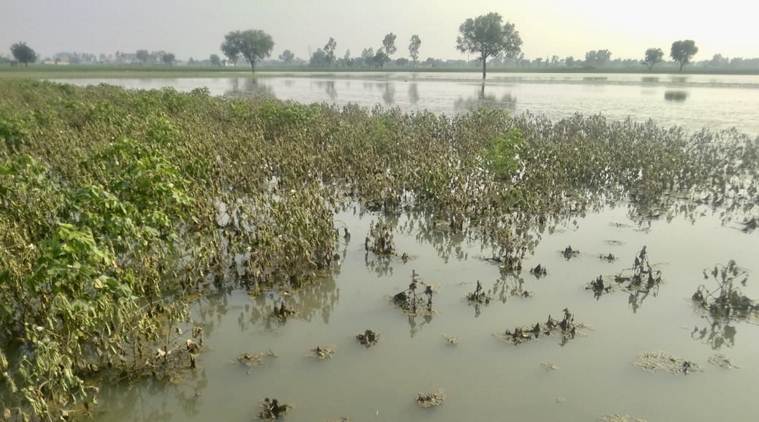 punjab floods, floods in punjab, punjab agriculture, punjab crop damage, punjab crops, crop damage in punjab, punjab floods crop damage, india news, Indian Express