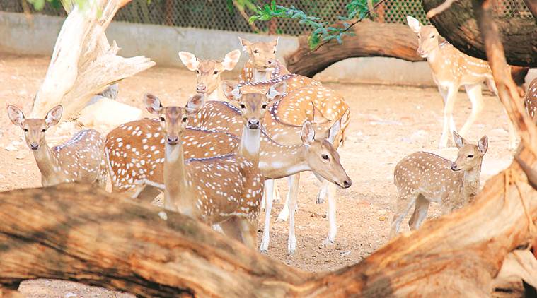 delhi zoo, delhi zoo animal deaths, delhi zoo animal medicines, delhi zoo staff, Ministry of Environment, Forest and Climate Change, delhi news