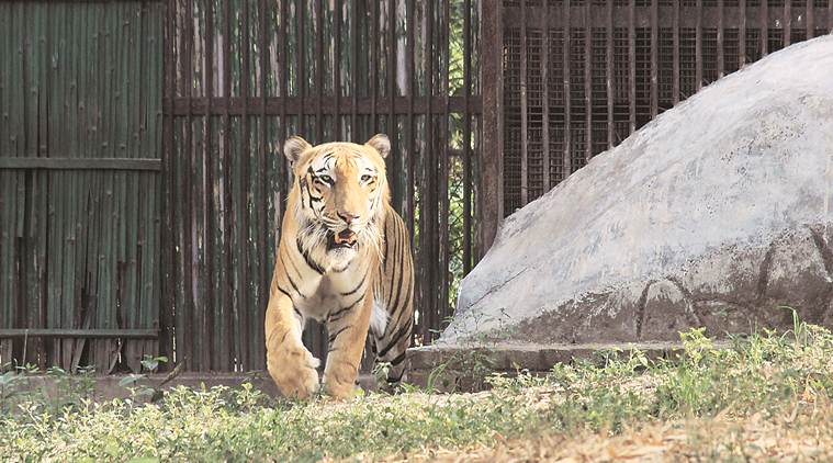 Delhi, Delhi news, Delhi zoo, Delhi zoo death, Delhi zoo animal death, Delhi zoo news, Indian Express