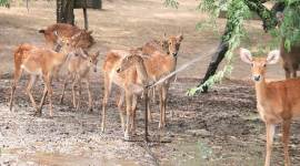 delhi zoo, delhi zoo authority, delhi zoo control, central ministry, delhi, delhi news, indian express