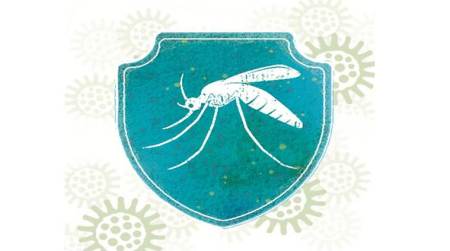 In battle against spread of chikungunya and dengue, ICMR finds unlikely ally — bacteria