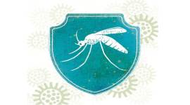 dengue In battle against spread of chikungunya and dengue, ICMR finds unlikely ally — bacteria