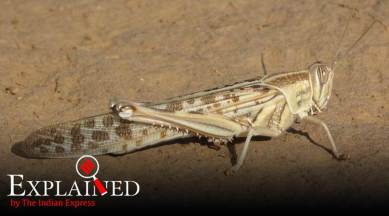 locust, locust attacks, locust attacks Punjab, locust attacks Rajasthan, locust attacks Gujarat, Express Explained, Indian Express