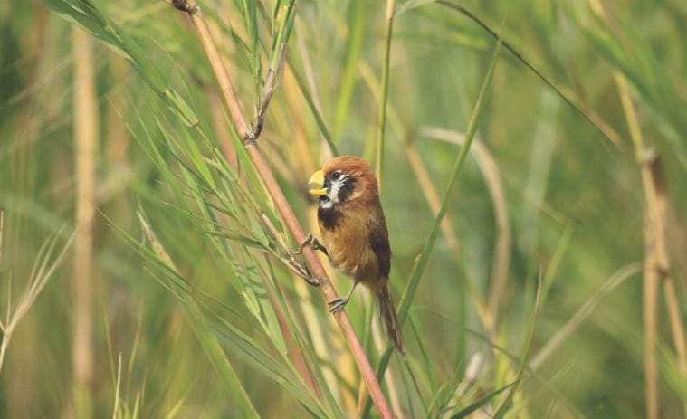 Dibru Saikhowa National Park