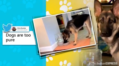 dog, dog video, dog funny video, dog gets scared from bubbles, water dispenser bubbles, bubbles water dispenser, cute dog videos, funny dog videos, trending, latest video, Indian express