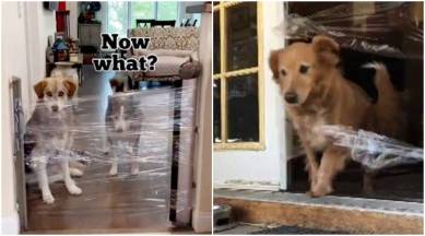 invisible challenge, #invisible challenge, dog, dog challenge, viral dog challenge, twitter, twitter challenge, trending, indian express, indian express news
