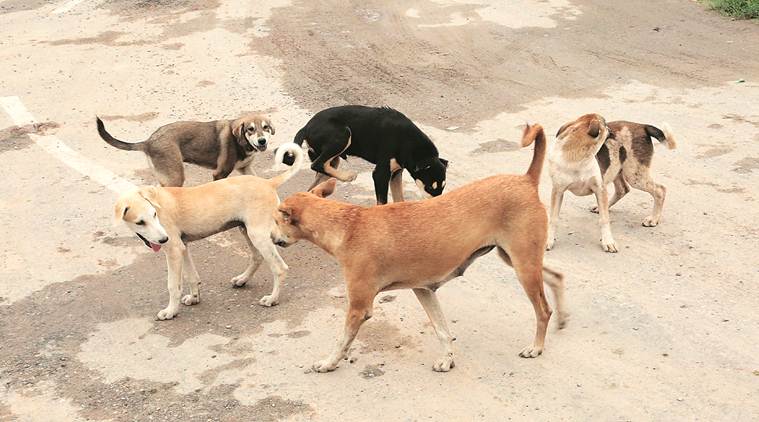 Mumbai: Rabid dog caught 15 days after licking 8-yr-old who died | Cities  News,The Indian Express