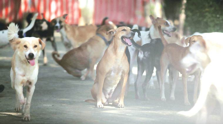 Madhya Pradesh: BJP, Congres trade barbs over dog handlers’ transfer