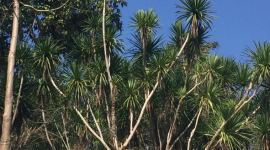 Dragon Tree_759 Feature no alt set