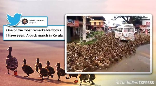 Kerala, duck halts traffic viral video, viral video from Kerala, Kerala viral video, Duck traffic viral video, ducks halts traffic in Kerala,Viral video, Indian Express news