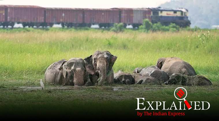 elephants killed by train, elephant deaths, elephant population India, elephants deaths, environment ministry, ministry of railways, Indian railways, Indian express