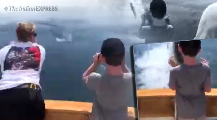 shark, shark catches bait, white shark jumps out, viral videos, shark breaches water, indian express