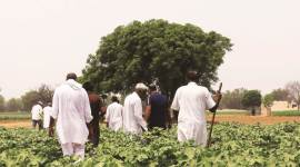 MSP, farmer suicides, Punjab
