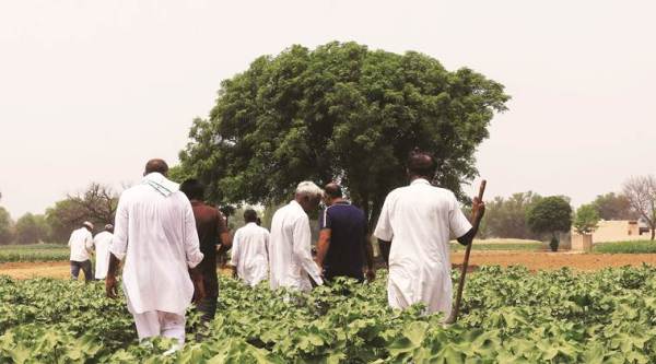 MSP, farmer suicides, Punjab