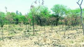 Greater noida, greater noida forests, greater noida plantation, plantation drives, noida activists, forest cover, noida forest cover, indian express