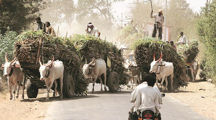 maharashtra, maharashtra sugar mills, mill workers, pune, pune mill workers, sugar mill workers, health check up, migrant labourers, labourers, shiv sena, children, vaccination, health officers, public health centre, pune news, indian express news