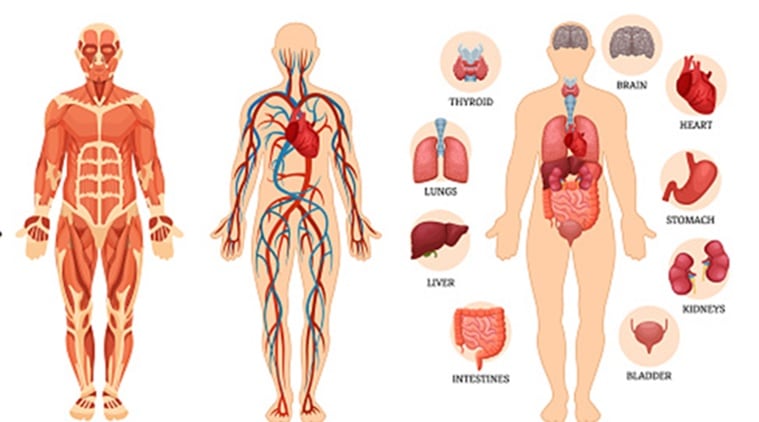 inside the human body organs real